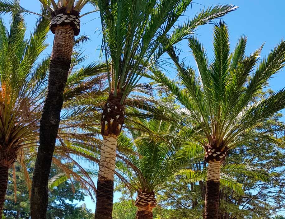 Mantenimiento de Jardines Mantenimiento de Jardines comunitarios